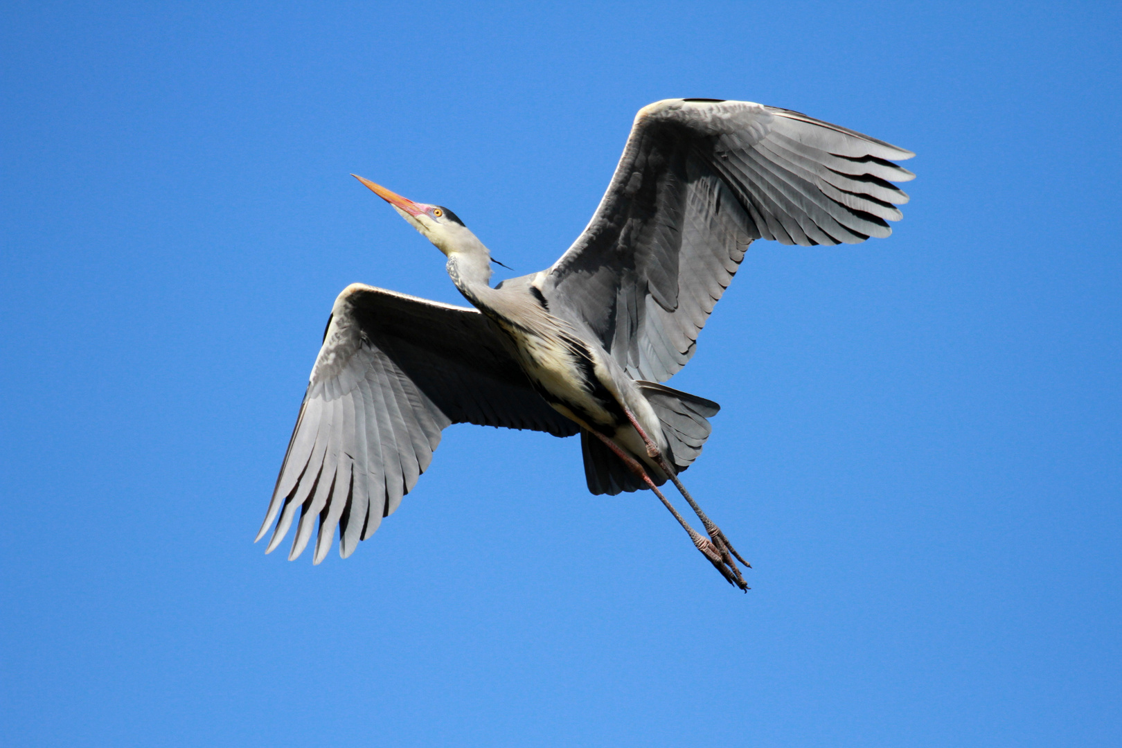 Reiher in Anflug