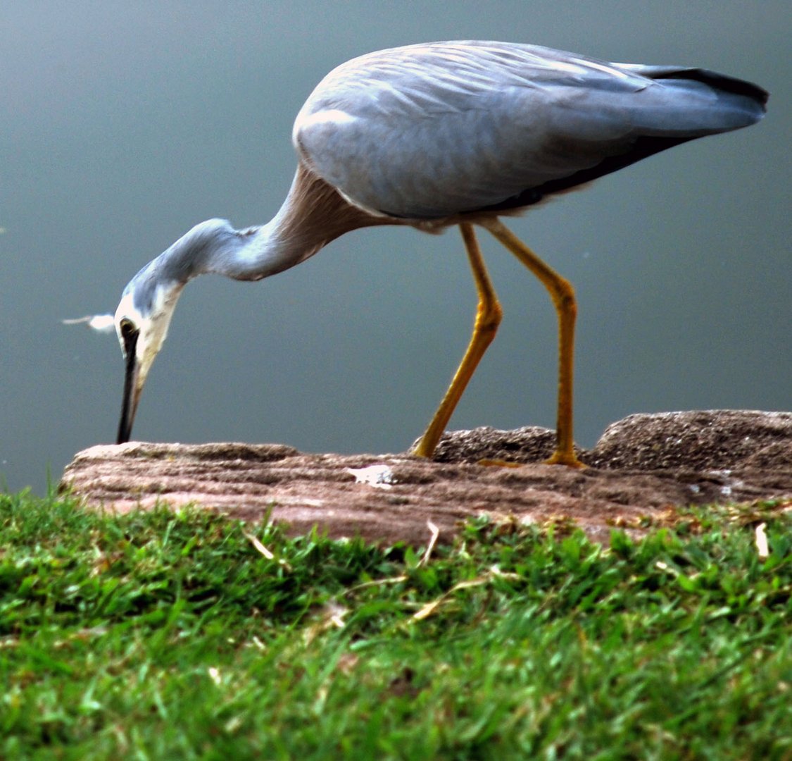 Reiher in Australien ( Queensland )