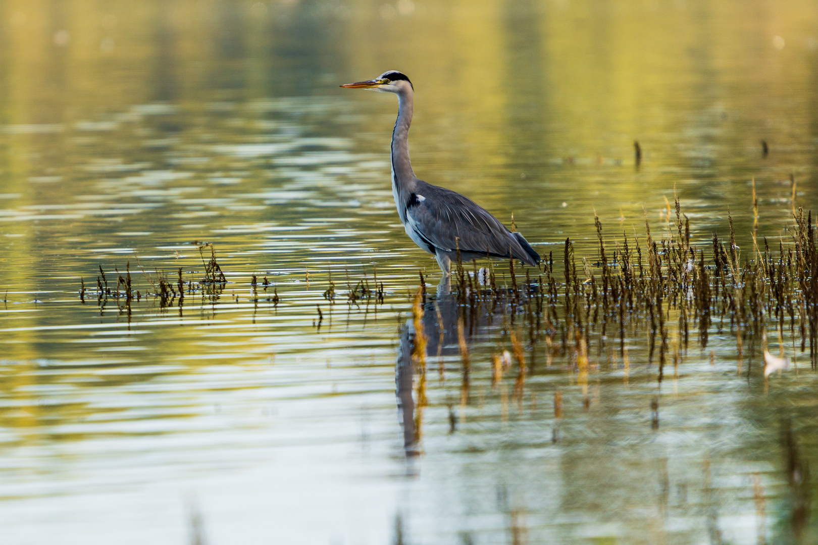 Reiher in den Binger Rheinauen 