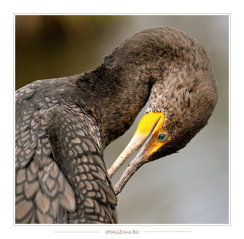 Reiher in den Everglades