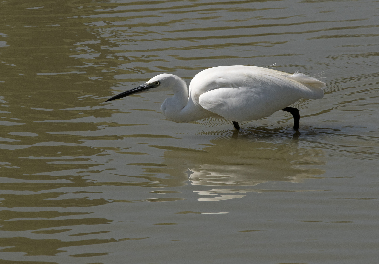 Reiher in der Camargue