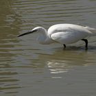 Reiher in der Camargue