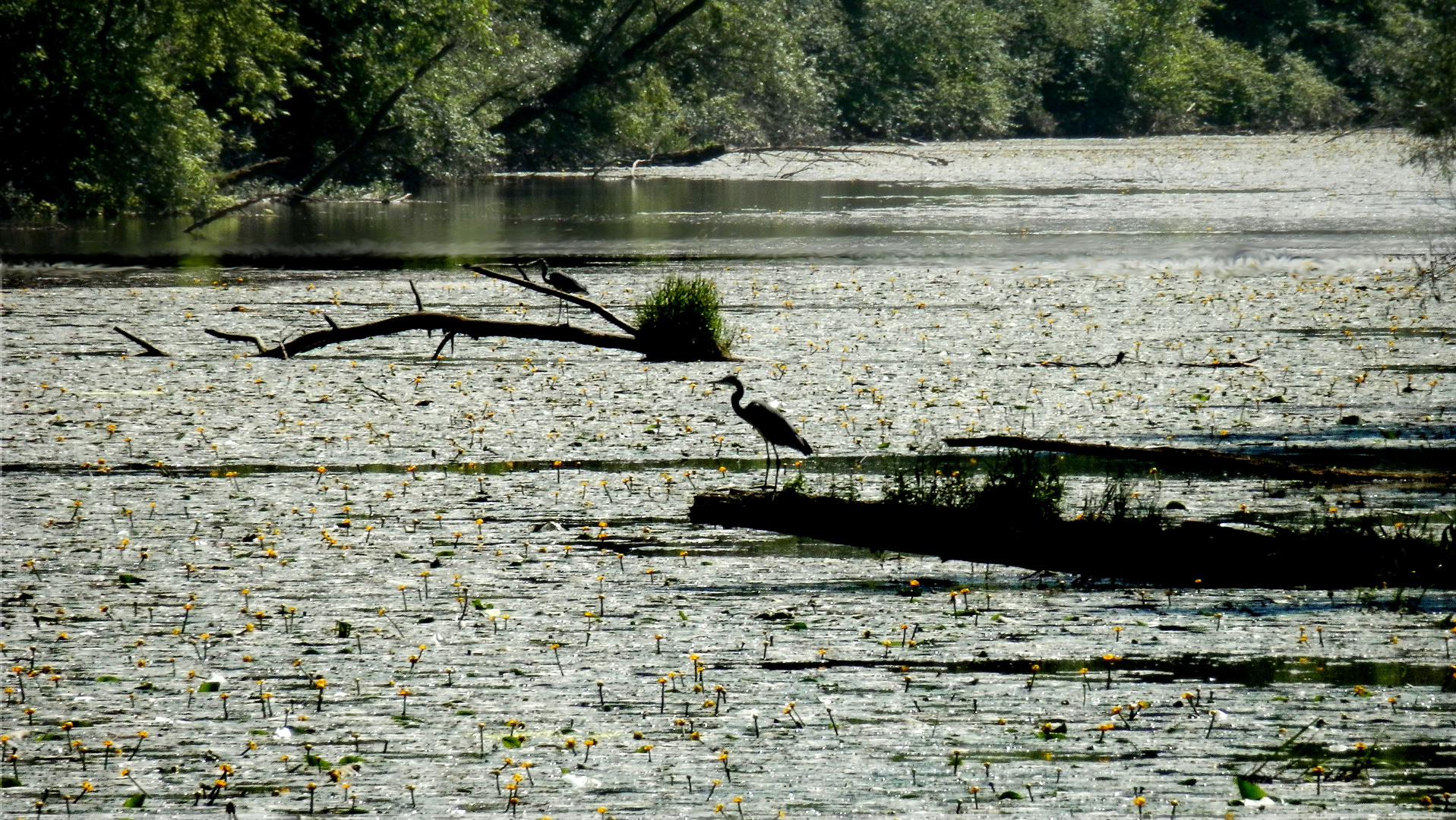 Reiher in der Donauau