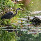 Reiher in der Flora, dem Botanischen Garten der Stadt Köln