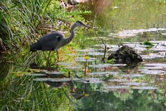 Reiher in der Flora, dem Botanischen Garten der Stadt Köln