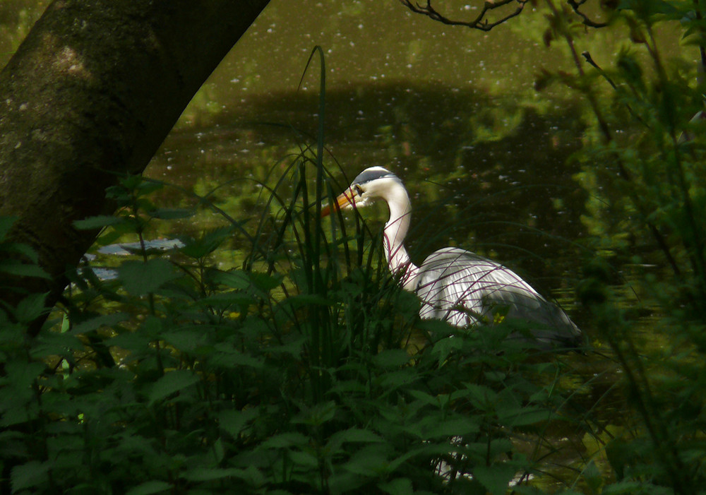 Reiher in der Masch 2