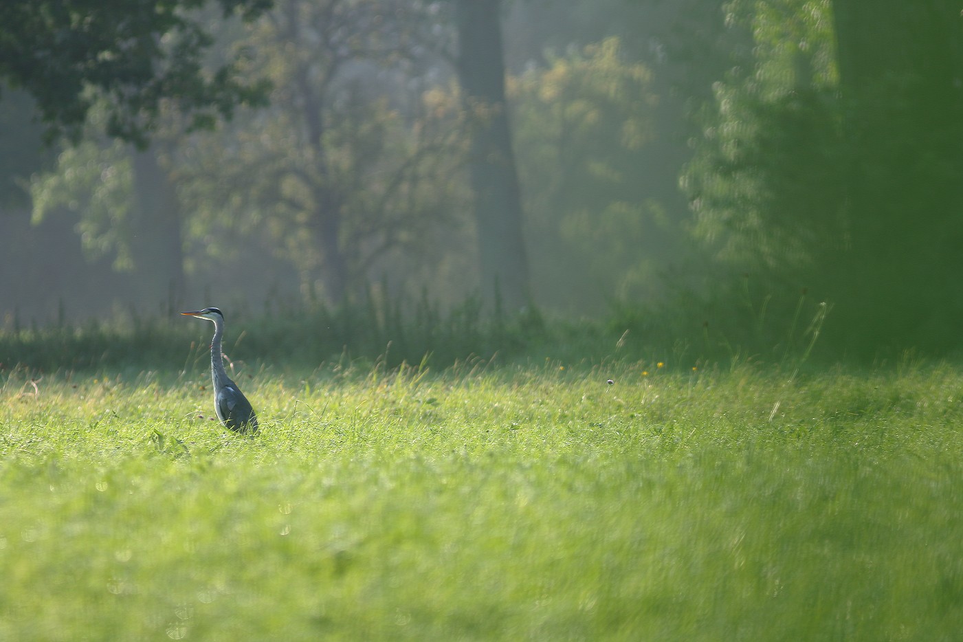 Reiher in der Morgensonne