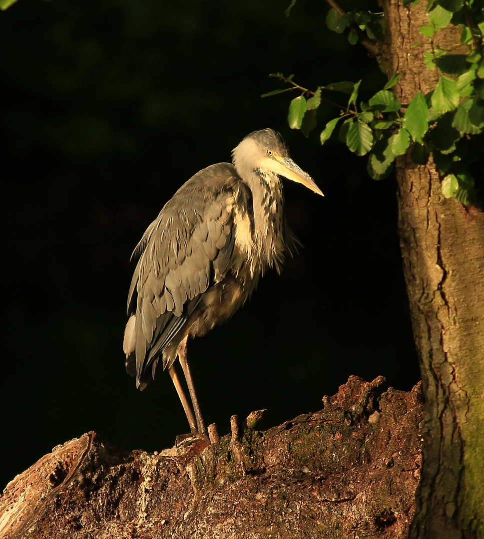 Reiher in der Morgensonne