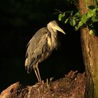 Reiher in der Morgensonne