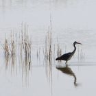 Reiher in der Petite Camargue