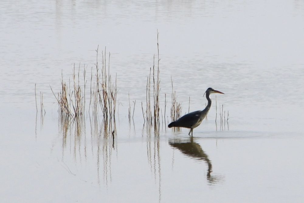 Reiher in der Petite Camargue