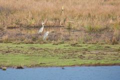 Reiher in der Sonne