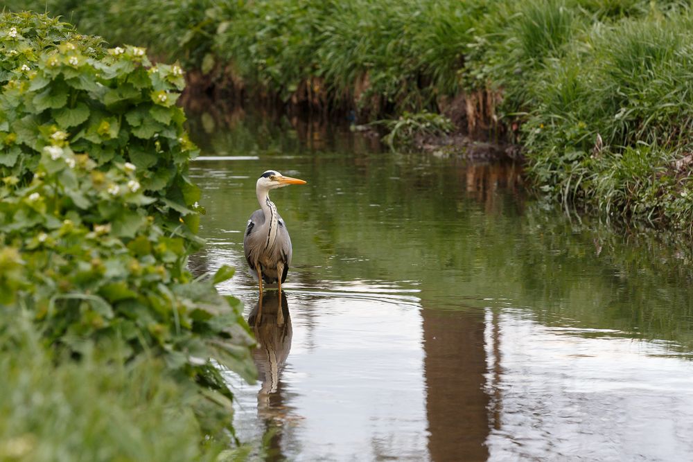 Reiher in der Sulzbach