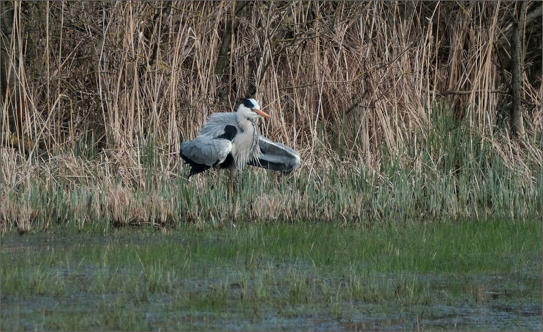 reiher in der wiese...