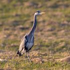 Reiher in der Wiese