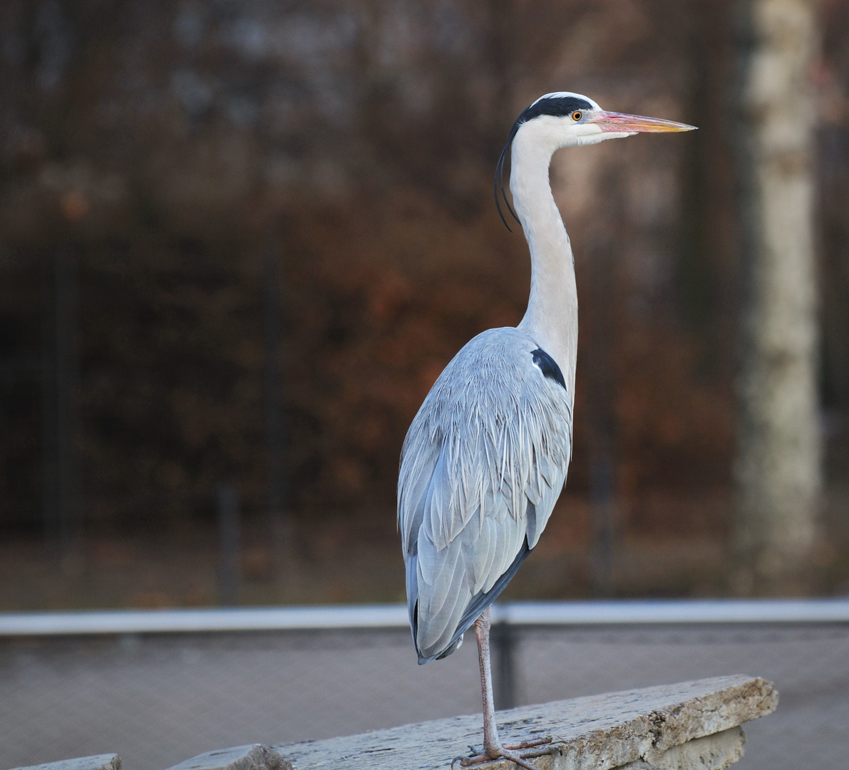 Reiher in der Wilhelma