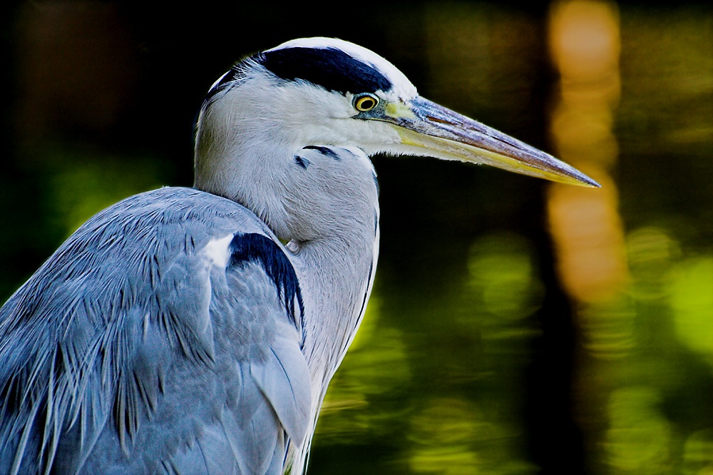 Reiher in der Wilhelma