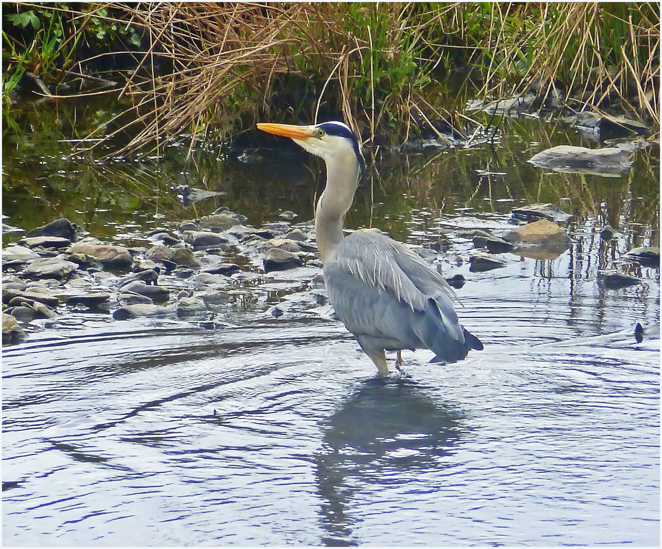 Reiher in der Wupper (2)