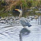 Reiher in der Wupper (2)