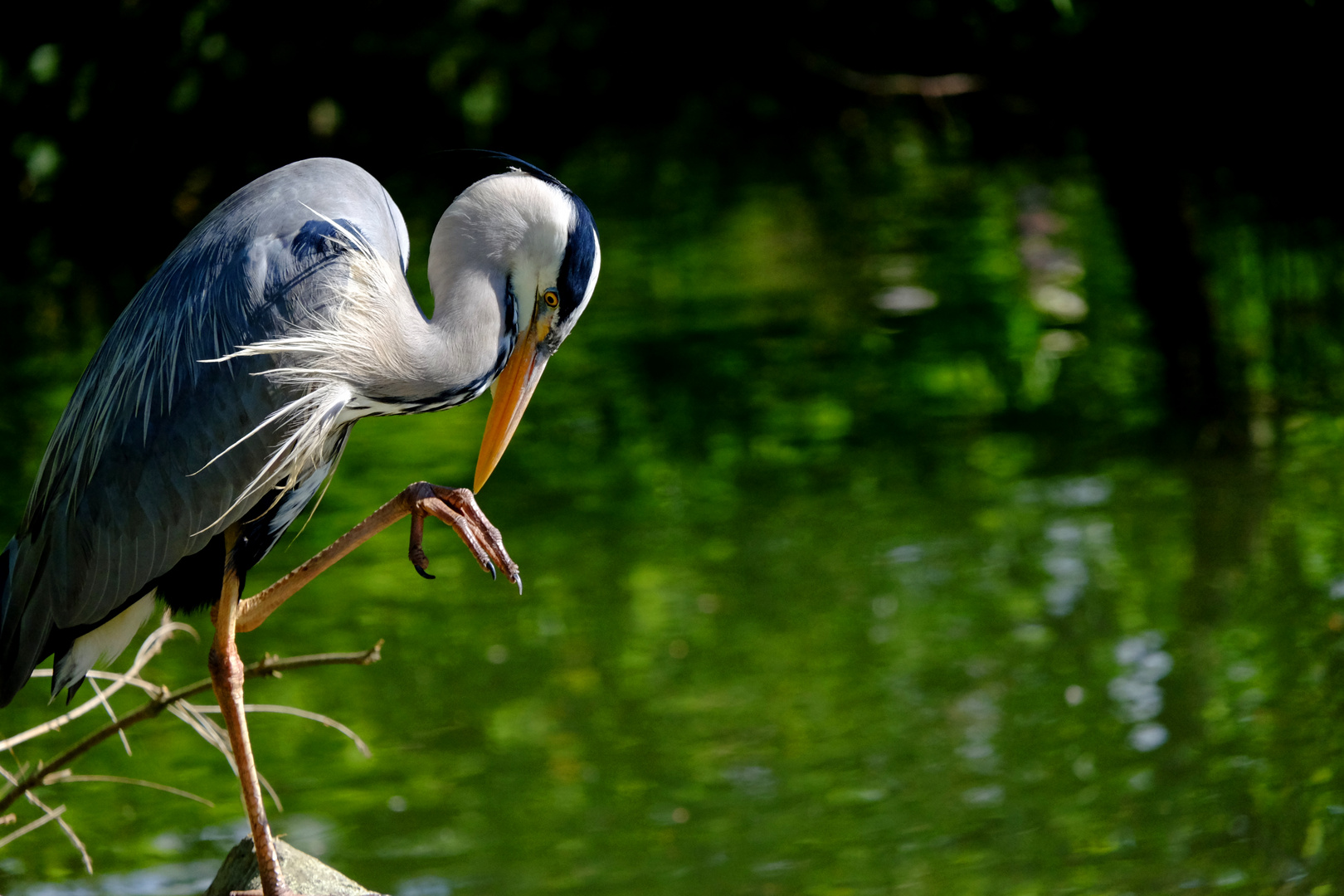 Reiher in Düsseldorf