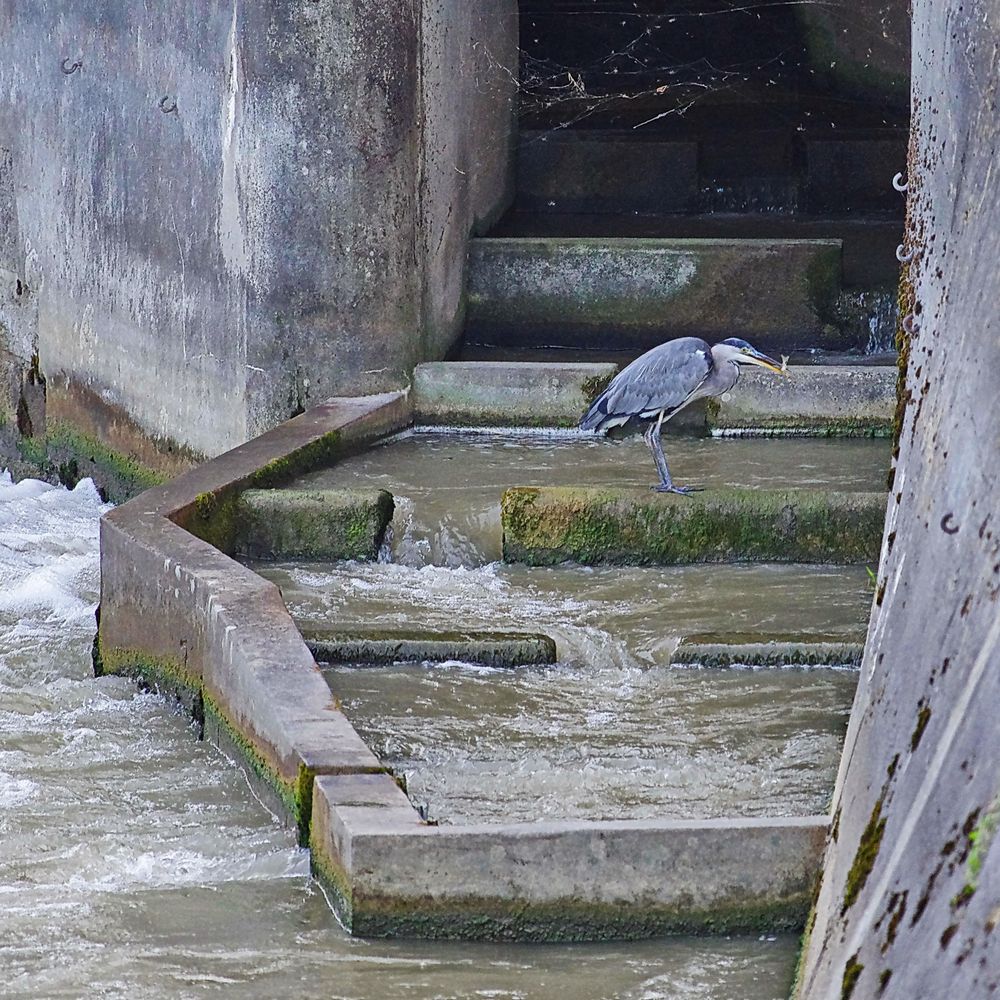 Reiher in einer Fischtreppe