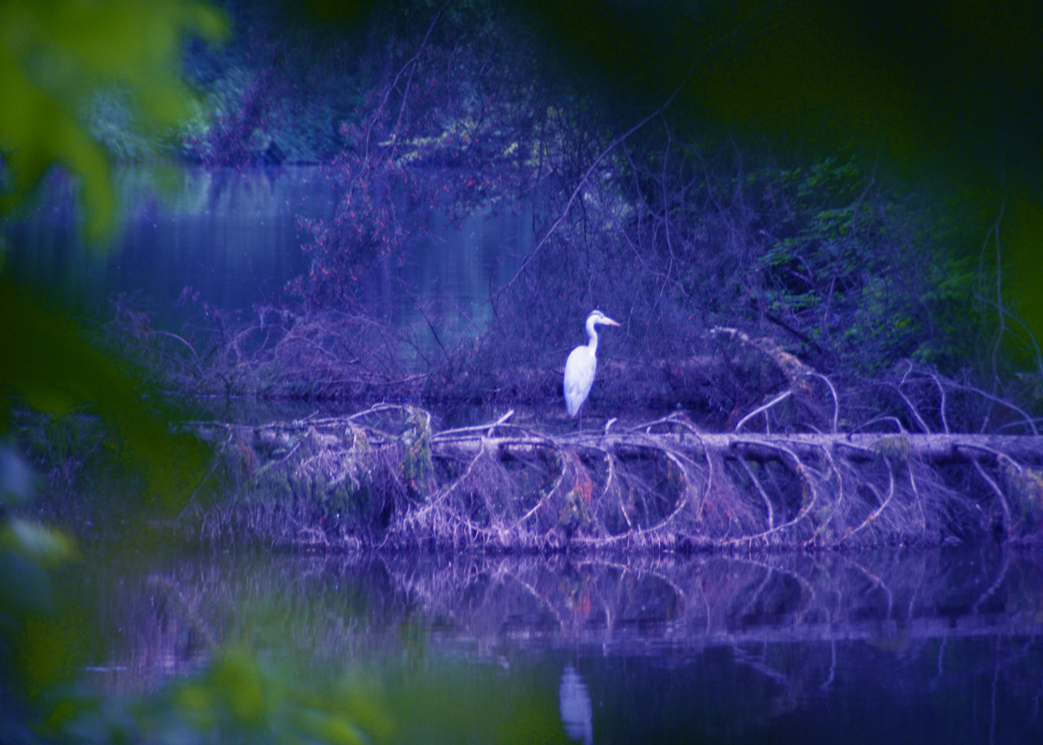 Reiher in Fehlfarbe