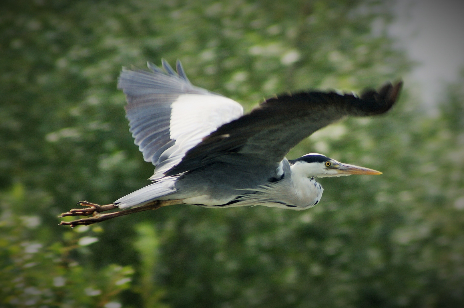 Reiher in Flug