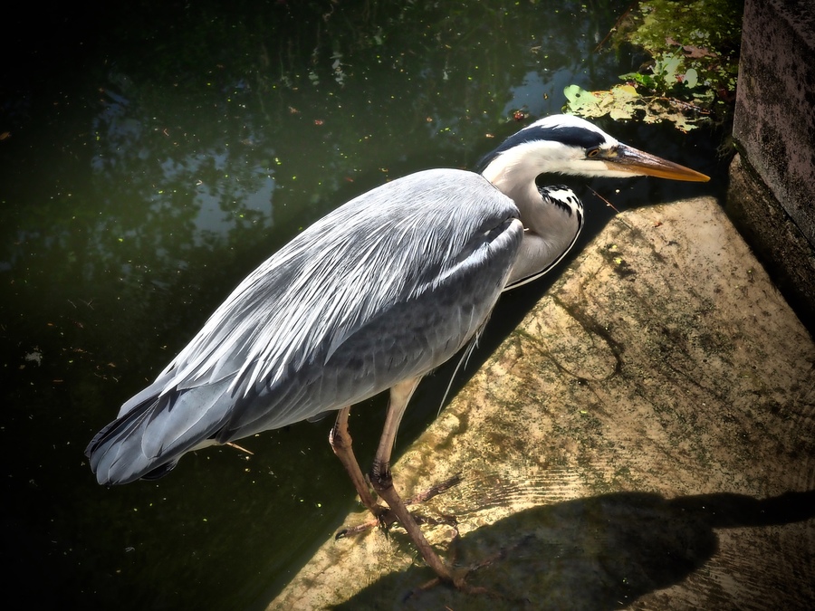 Reiher in freier Wildbahn