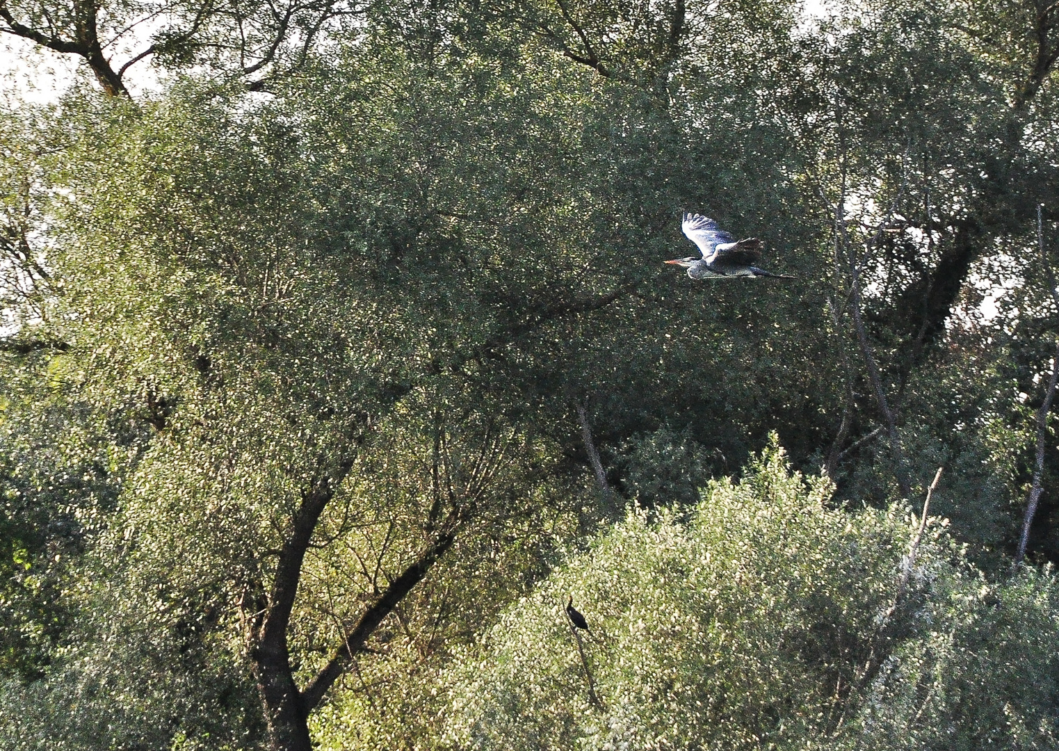 Reiher in freier Wildbahn