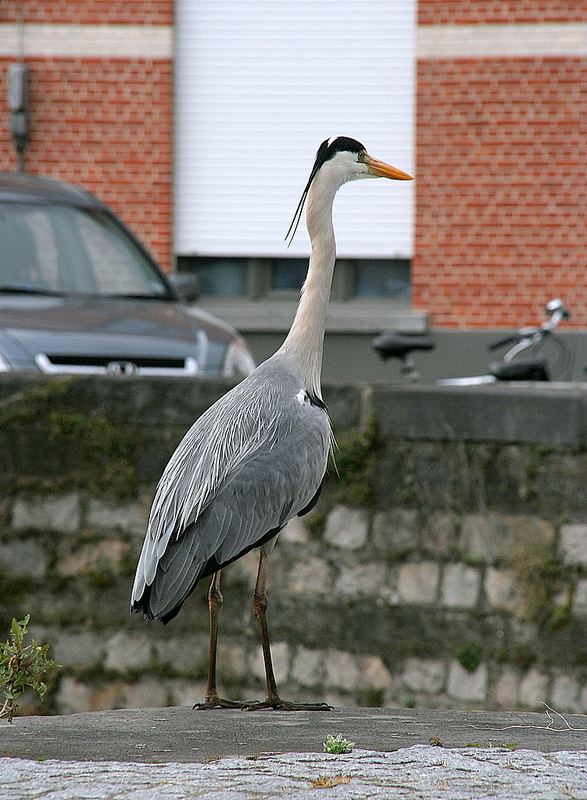 Reiher in Gent