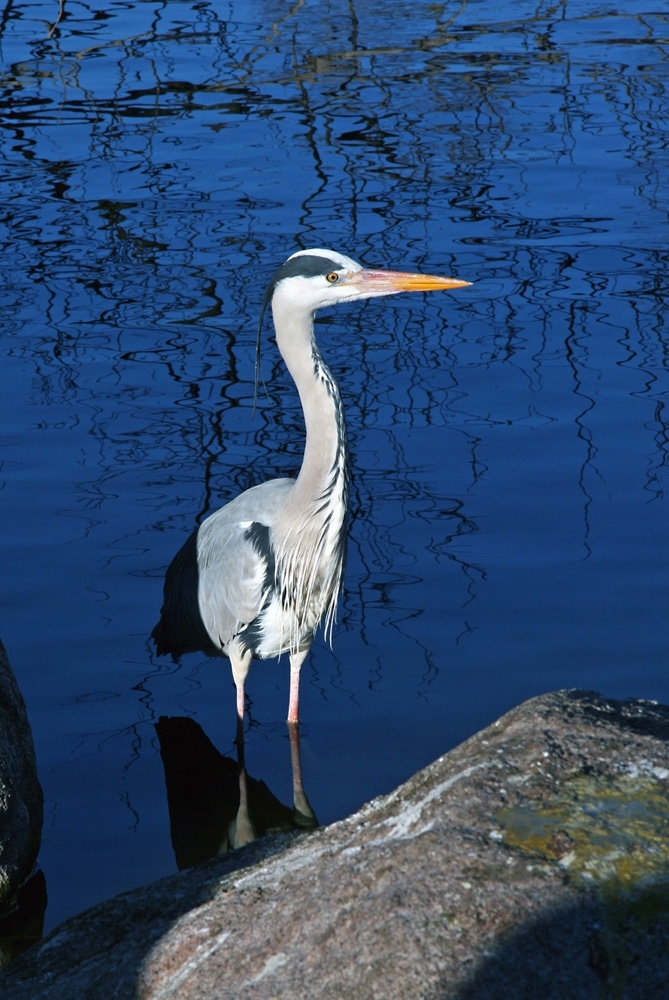 Reiher in Mannheim  2