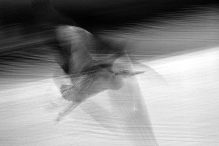 Reiher in Motion 2 TOP bw web