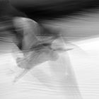 Reiher in Motion 2 TOP bw web