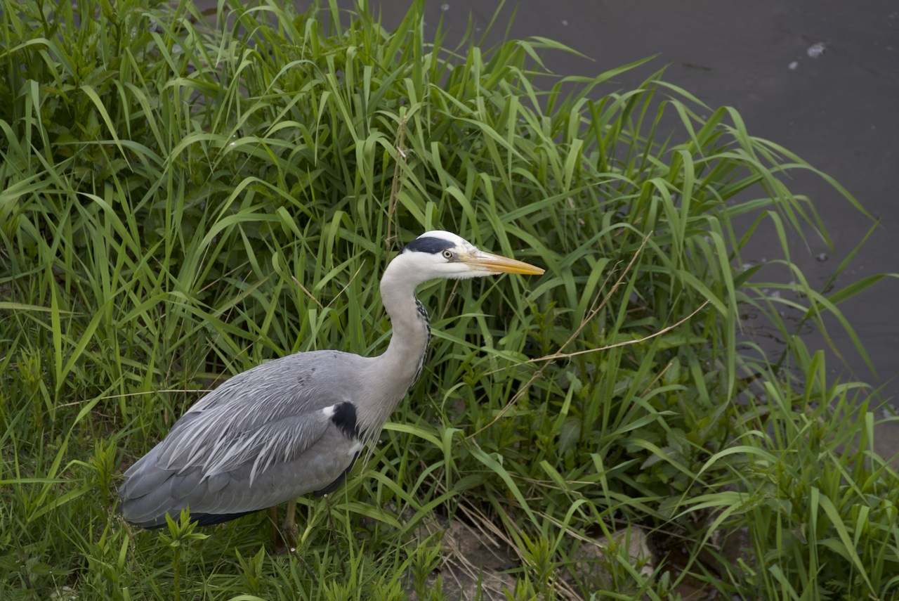 Reiher in Natur an der Fulda 