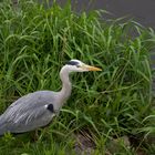 Reiher in Natur an der Fulda 