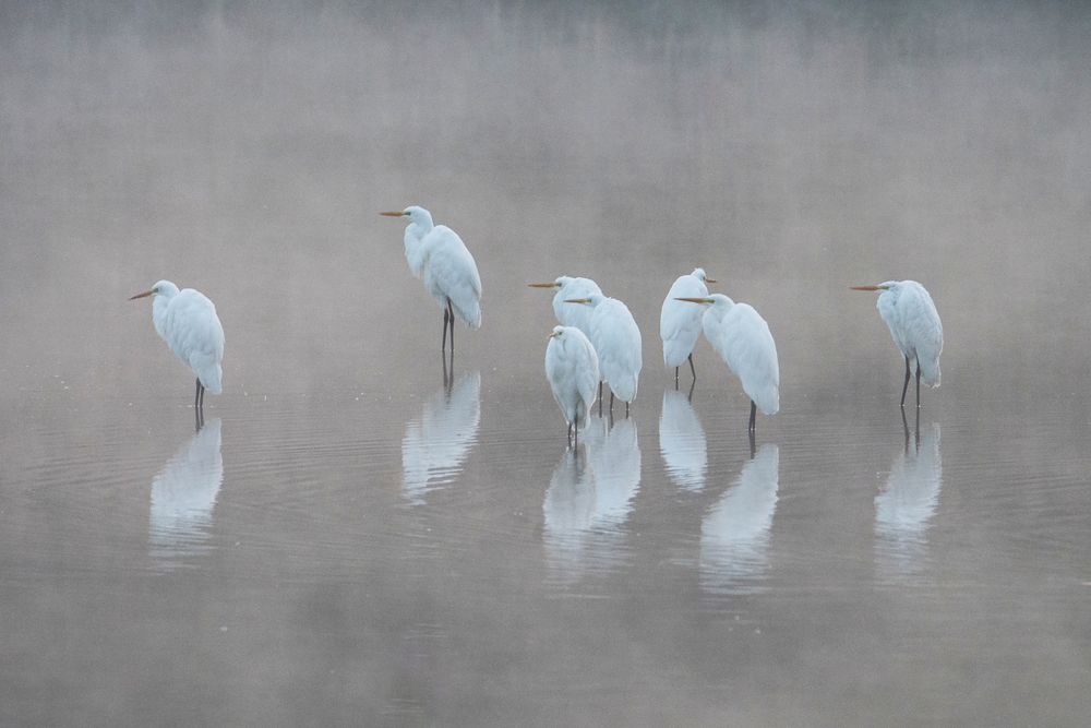 Reiher in Nebel III