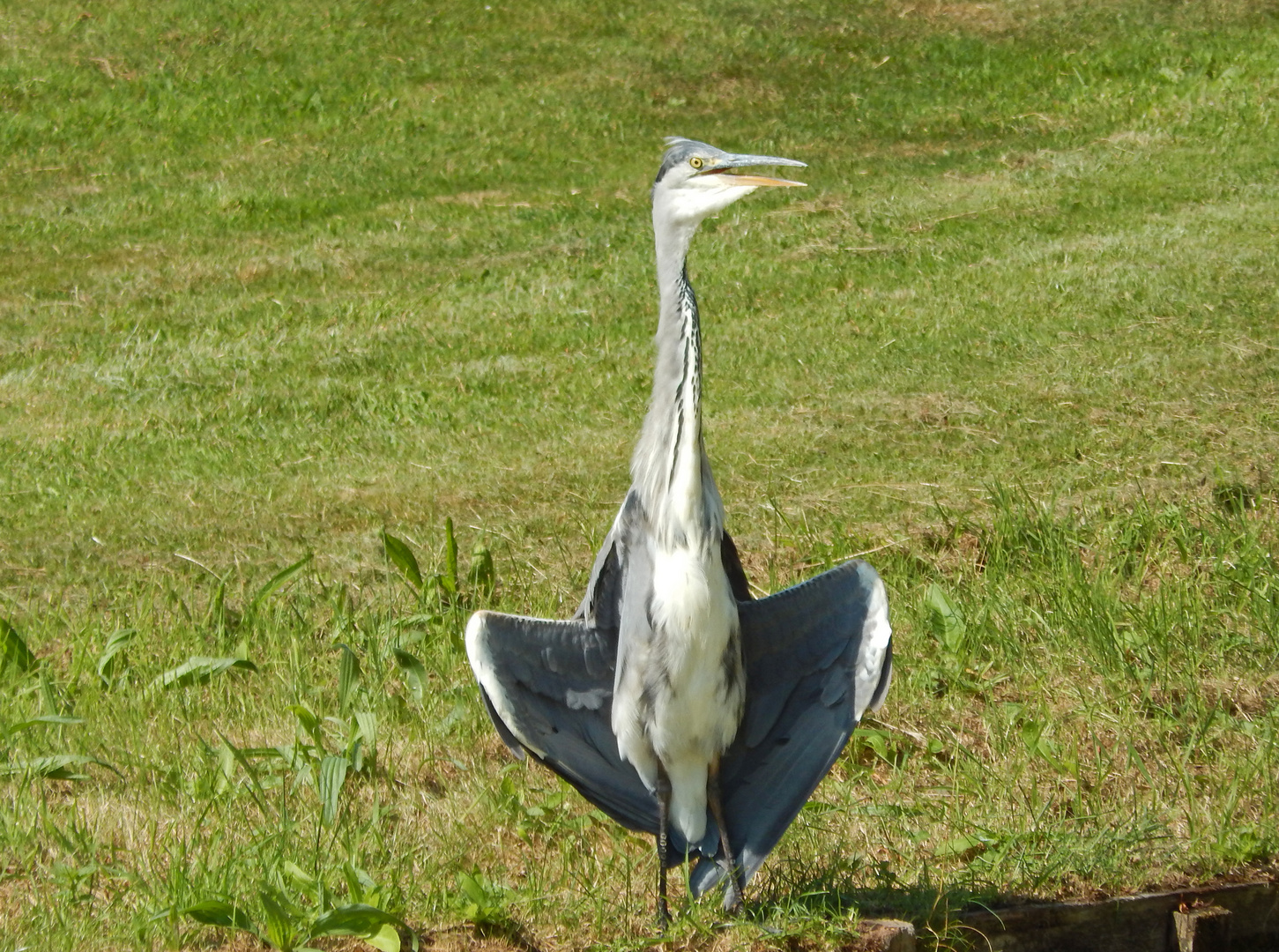 Reiher in Noordwijk