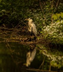 Reiher in seiner Stellung