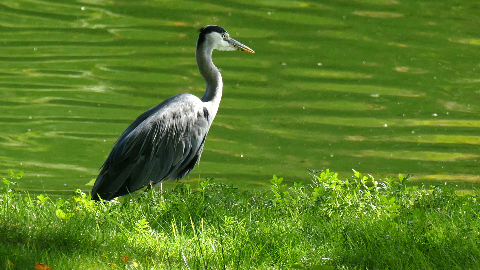 Reiher in Stourhead Garden