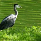 Reiher in Stourhead Garden