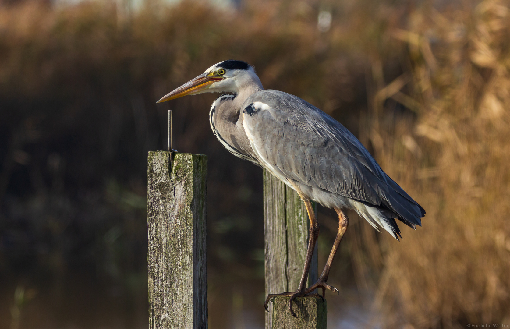 Reiher in Tipperne 