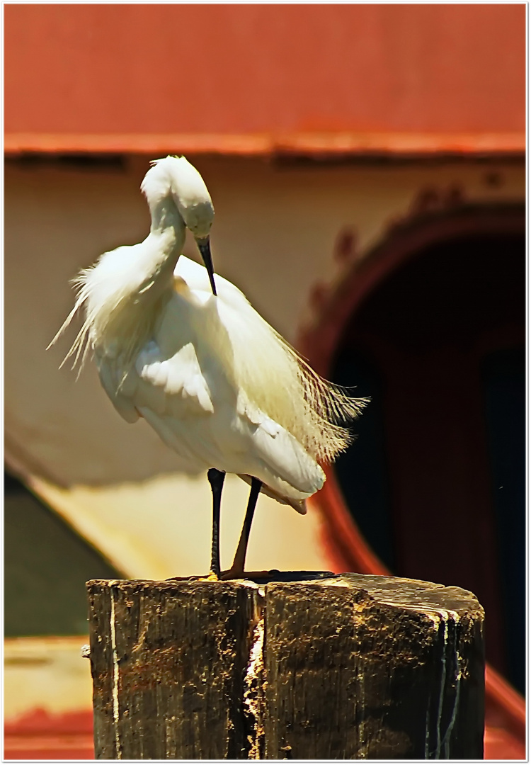 Reiher in Walvis Bay