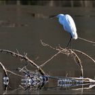 Reiher ist Silber