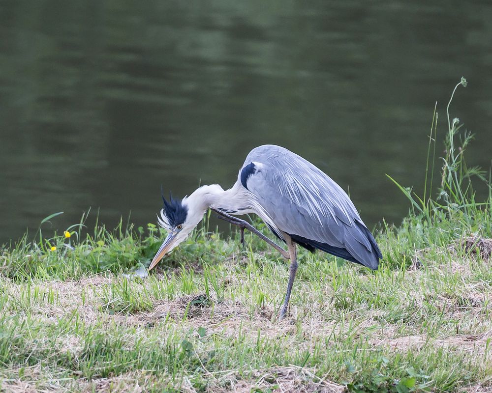 Reiher kratzt sich am Hals