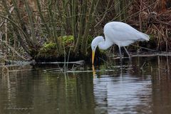 Reiher küsst sein Spiegelbild...! ;-)