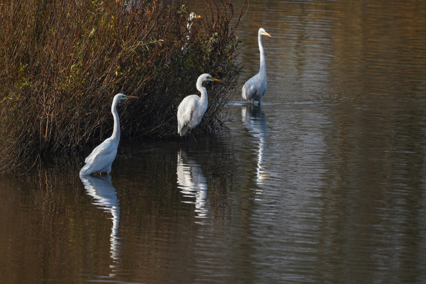 Reiher-Meeting