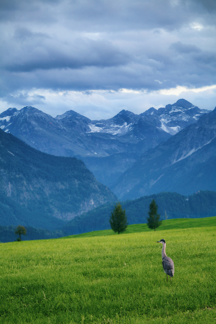 Reiher mit Aussicht