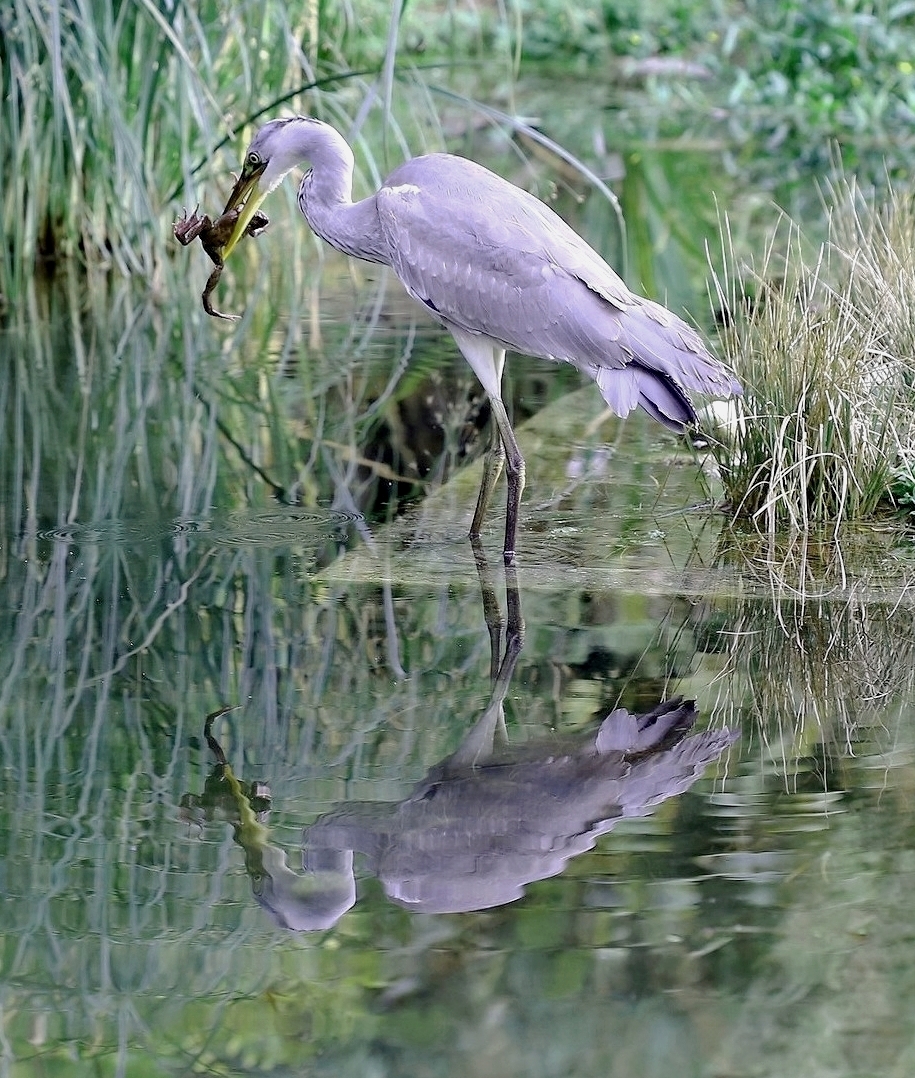 Reiher  mit  Beute