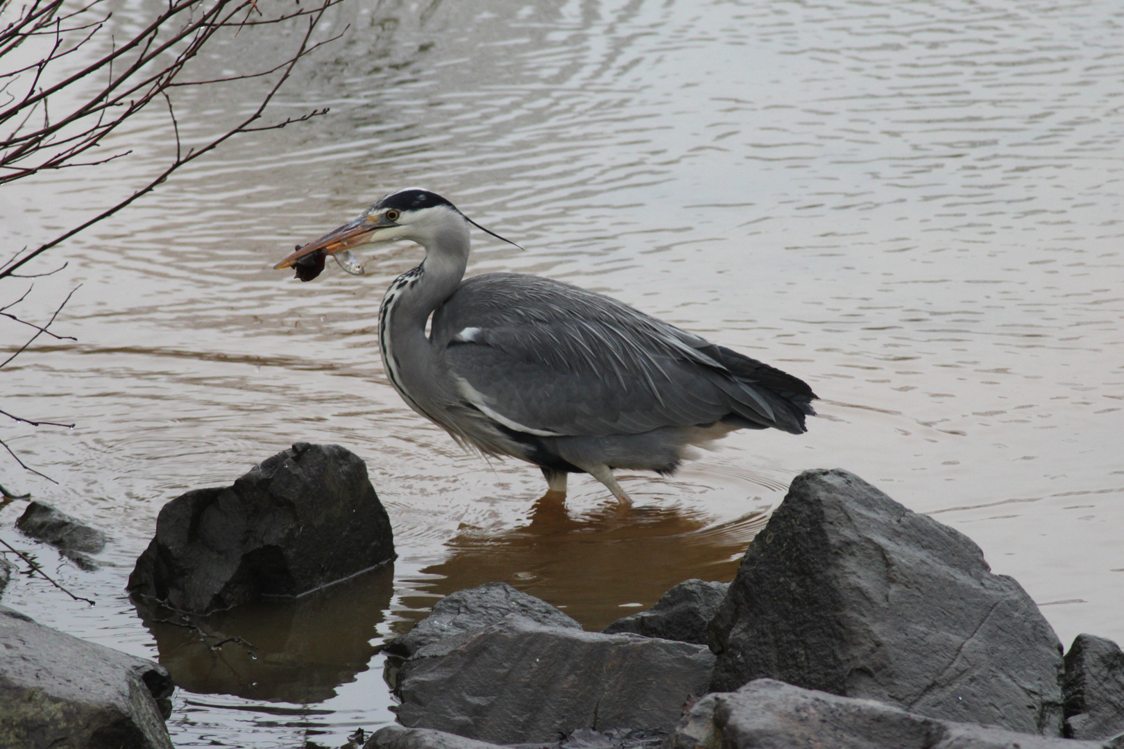 Reiher mit Beute