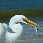 Reiher mit Beute, Florida